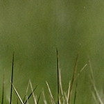 Héron Garde boeufs